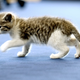 Illustration for article titled Kitten Survives 300 Miles Inside Car Bumper, Becomes Cover Of Royal Navy Calendar